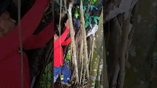 hunting guinea fowl in the trees #nature #animallife #survival #farming #shorts #viral