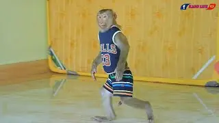 Smart Mr. Kako Walking Like Human Kid