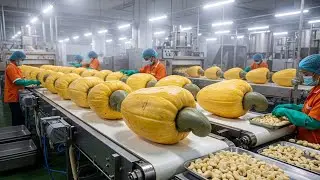 Inside the Cashew Nut Processing Factory &ndash; Full Process How Luxury Cashews Are Made