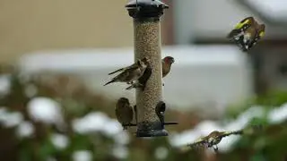 Bedlam at the Bird Feeders   HD 1080p