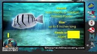 Обнаружение затонувшего корабля Конвик Тан в HD-качестве