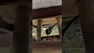 Birds at feeder