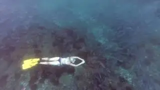 Snorkeling and freediving in Isla del Cano, Costa Rica.