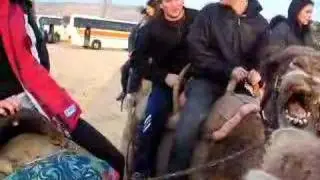 Angry Camel