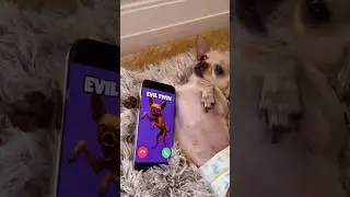 OUR DOG HAS A EVIL TWIN&hellip;😭