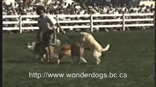 Victoria Dog Training - Bolting Dog