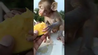Monkey baby eating mango Jai Sri Ram || jai hanuman || 🐒🥭