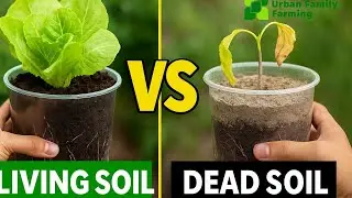 How to Build Living Soil for Thriving Garden