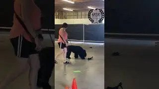 Black Russian Terrier Simultion of police dog bag check in airport in Action