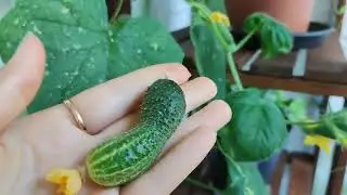 История из жизни одного балкона | Eine Geschichte aus dem Leben eines Balkons