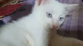 kucing albino tuli?