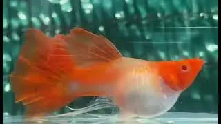 Red Koi Short Body Balloon Fancy Guppy Fish in Isolation Viewing Box fed with Baby Brine Shrimp