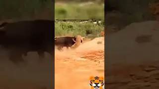 #animals #discoverychannelshows #tiger&wildbuffalo # #tigerfamilylife #animal #wildlife #discovery