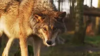 Wolf Life | How Wolves Live, Hunt & Survive in the Wild | JungleJoyStories