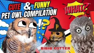 Cute & Funny Pet Owl Compilation | Bibib Family Shorts Part 12!