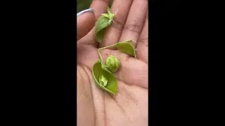 Chickpea 100 Day Life Cycle!