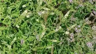 Honey bees on the mint plant at my farm house