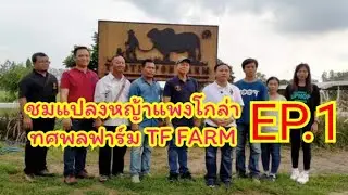 ทศพลฟาร์ม TF FARM ❤ วิสาหกิจชุมชน ARE FARM ตอนที่ 1 ชมทุ่งหญ้าแปลงใหญ่ ณ ทศพลฟาร์ม