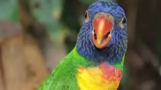 Loriini