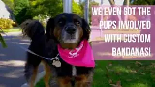 Breast Cancer Fundraiser Dan's Dog Walking and Pet Sitting Paws For A Cause
