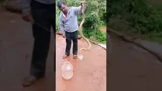snakeshorts #snakeviral #snakefeed #short #snaketrending #viral #kantarsong #feed
