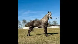 DELTA DAWN