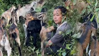 १० वर्ष मलेसिया बसाएपछि गाउँ फर्केर बाख्रापालन गर्दै गर्नुभयको गणेश दाजु बार्सिक २/३ लाख कमाई