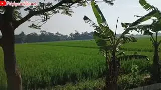 beautiful view of rice fields in the countryside