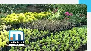 Huge Loot In Social Forestry Programme Of Forest Dept| Mathrubhumi News