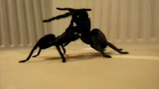 Grammostola pulchra mating