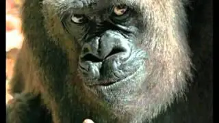 Animal Magnet   Welcome To The Monkey House