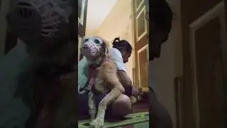 Aggressive Dog Home Grooming Alone | Celebrity Brave Pet's Groomer 