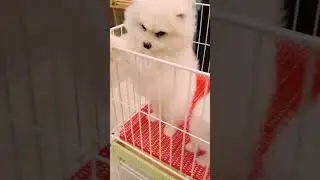 #th&uacute;cưng &uacute;cưng  #ch&oacute;m&egrave;oh&agrave;ihước #ch&oacute;  Ch&oacute; Phốc S&oacute;c Mini  Funny and Cute Pomeranian cute animals#84.2