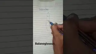 balanoglossus digram. how to draw balanoglossus step by step.