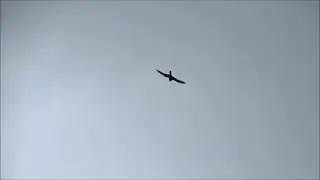 Hobby hunts Barn Swallows / Boomvalk jaagt op Boerenzwaluwen (Falco Subbuteo, Hirundo Rustica)