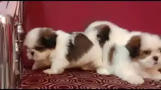 so cute🥰🥰🥰🥰❤️❤️❤️@dailydog#kolkata #viral #justforpets #viralvideo #dogshow #viralshorts #funny