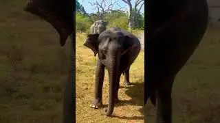 Elephant Doing Yoga #wildlife #nature #animals #outdoors #travel #srilanka #elephant