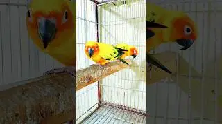 Sun conure #youtubeshort #shorts #beautiful #parrot #lovebird #foryou #sunconure