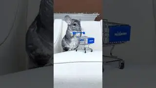 Gotta go! 💨🛒🐭🐾  #shopping #funnyanimals #shorts