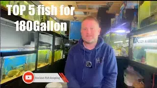 My top 5 fish for 180 gallon aquarium