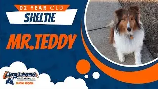 2 Yr. Old, Sheltie (Mr. Teddy) | Best Dog Trainers in Richmond! | Dog Training Richmond Va