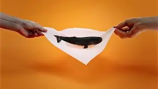 FIORA Brand Paper Towels - Whale