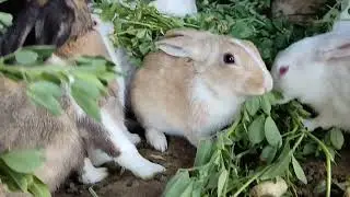 Khargosh ki video #khargosh ke bacche kitne Din me bade hote Hain rabbit #cout #viral #animals #post