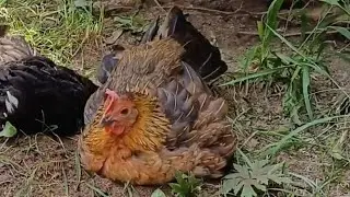 🌞🐔 Galline che fanno i bagni di sole