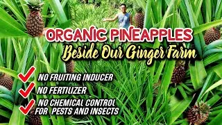 Growing Organic Pineapples Beside Our Ginger Farm | Pineapple Farming In The Philippines