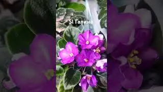 Sl Галина.   Мой телеграмм канал  