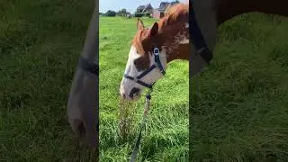 Beautiful Horse eats Thistle 🐴 Happy Horse 🐴 Overo Paint Horse 🐎 Hungry Gelding 🐴