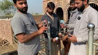 Professional Goat Ear Tagging | Expert Technique, After-Care & Medicines | With Dr. Arham Mahmood 🐐
