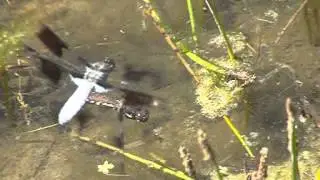 Common Whitetail Egg Laying, by The Dragonfly Whisperer