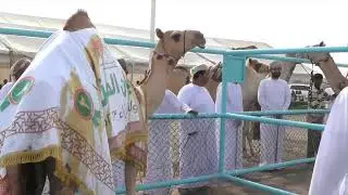 مهرجان المزاينه بميدان الفليج بولاية بركاء2023